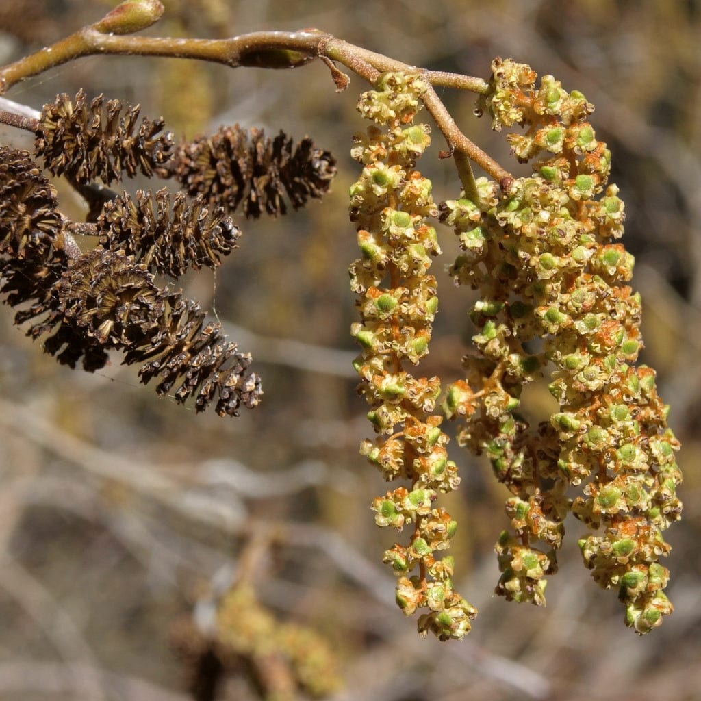 Grey Alder Hedging | Alnus incana - Image 3