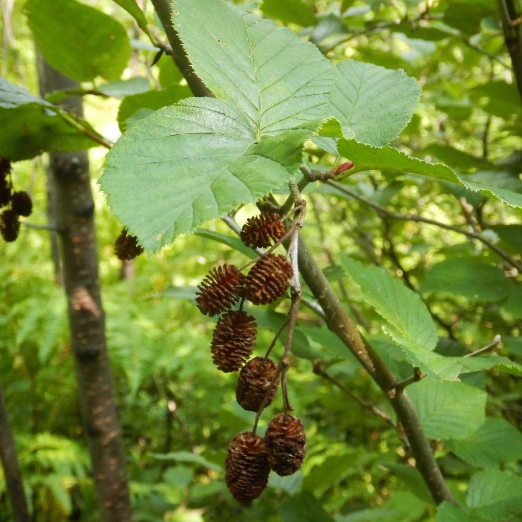 Grey Alder Hedging | Alnus incana - Image 4