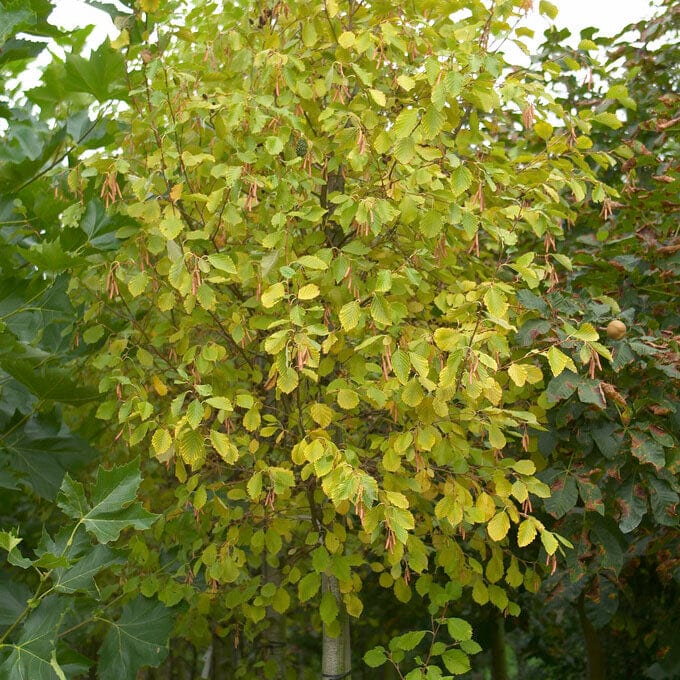 Grey Alder Tree | Alnus incana - Image 2