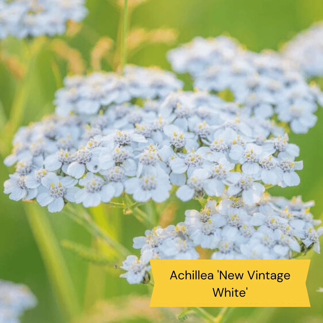 Wild and Wonderful Prairie Plant Collection - Image 10