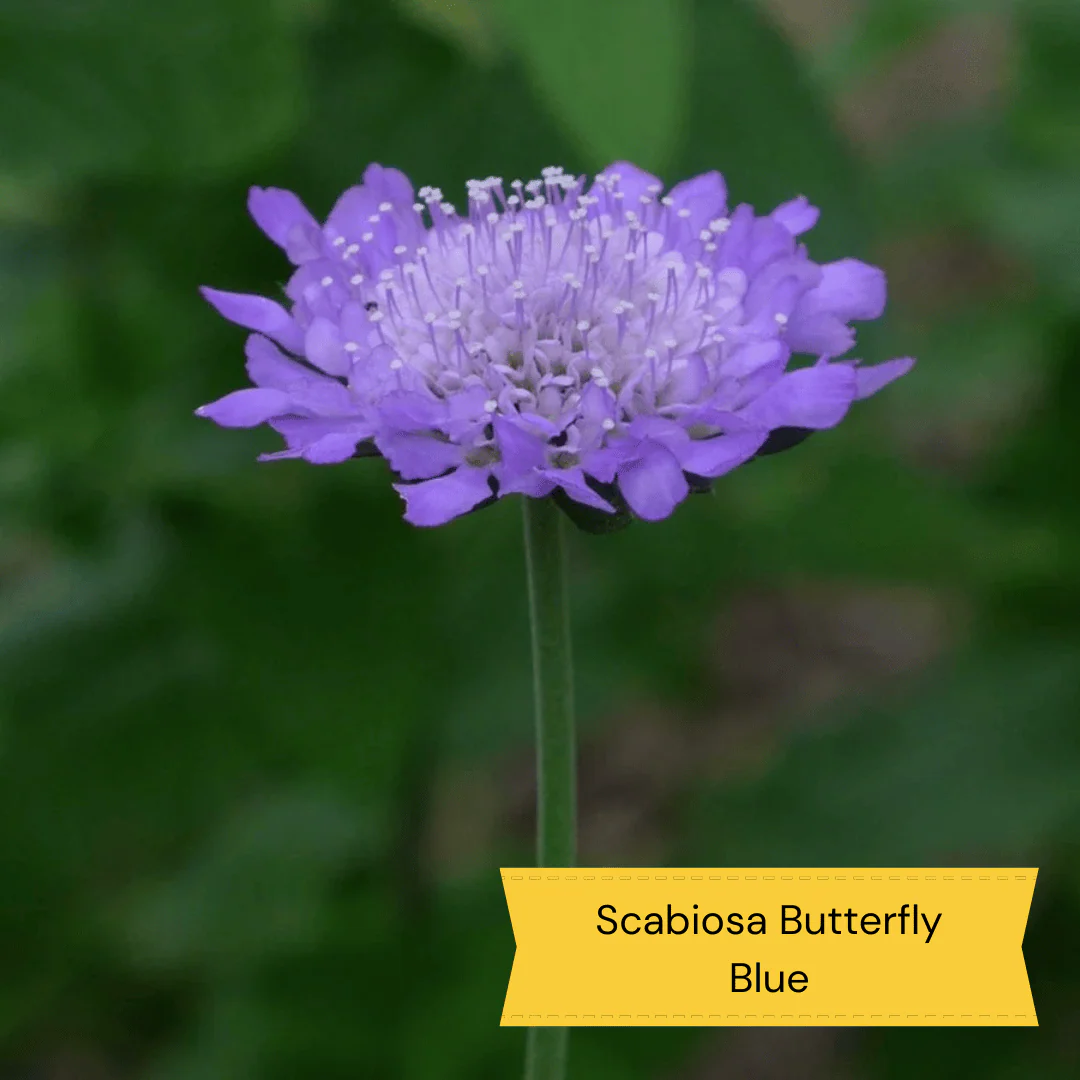 Wild and Wonderful Prairie Plant Collection - Image 2
