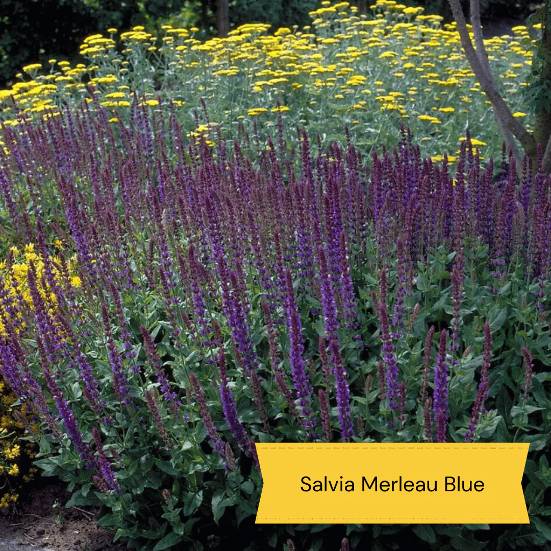 Wild and Wonderful Prairie Plant Collection - Image 3