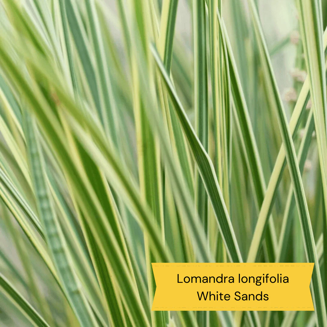 Wild and Wonderful Prairie Plant Collection - Image 7