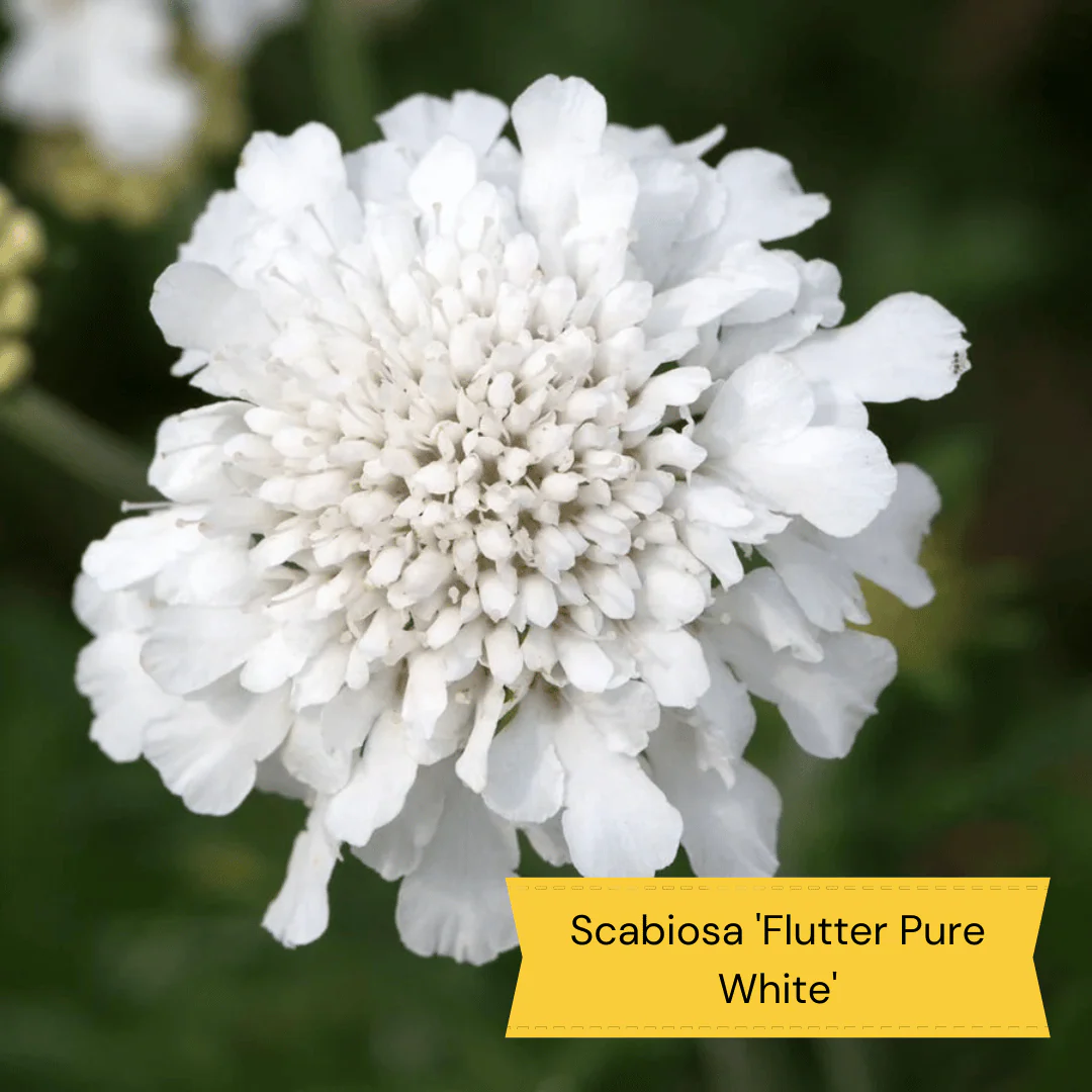 Wild and Wonderful Prairie Plant Collection - Image 8