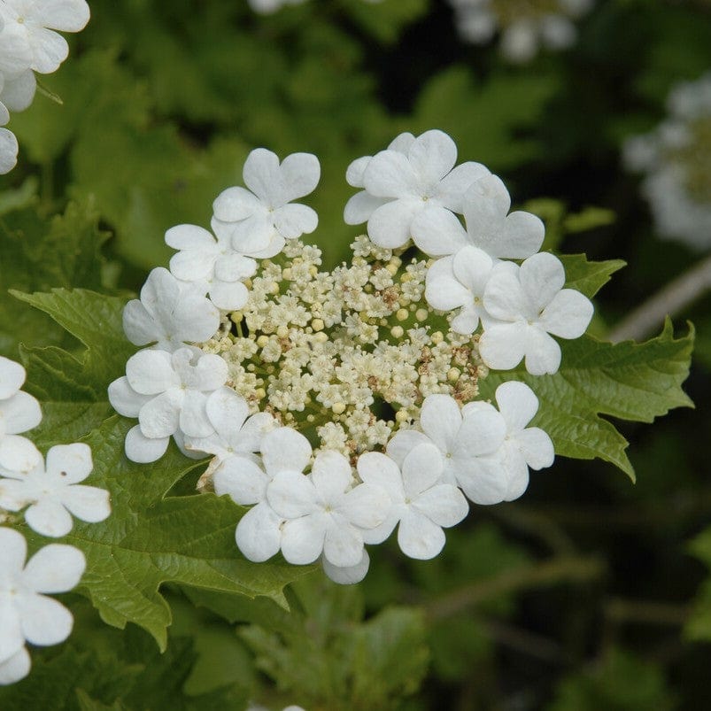 Guelder Rose Hedging | Viburnum opulus - Image 2
