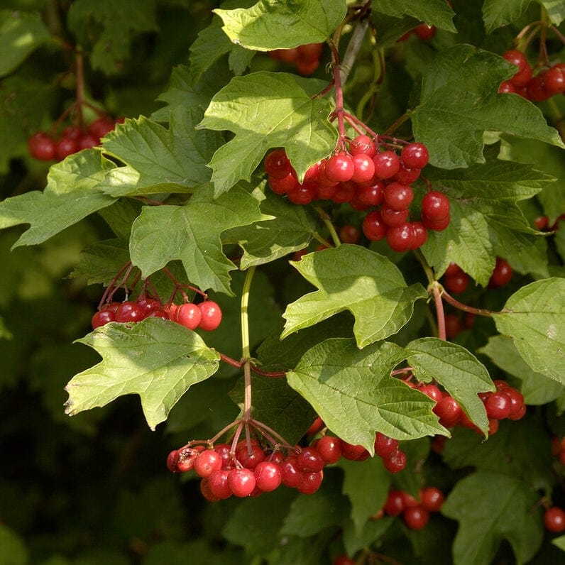 Guelder Rose Hedging | Viburnum opulus - Image 3