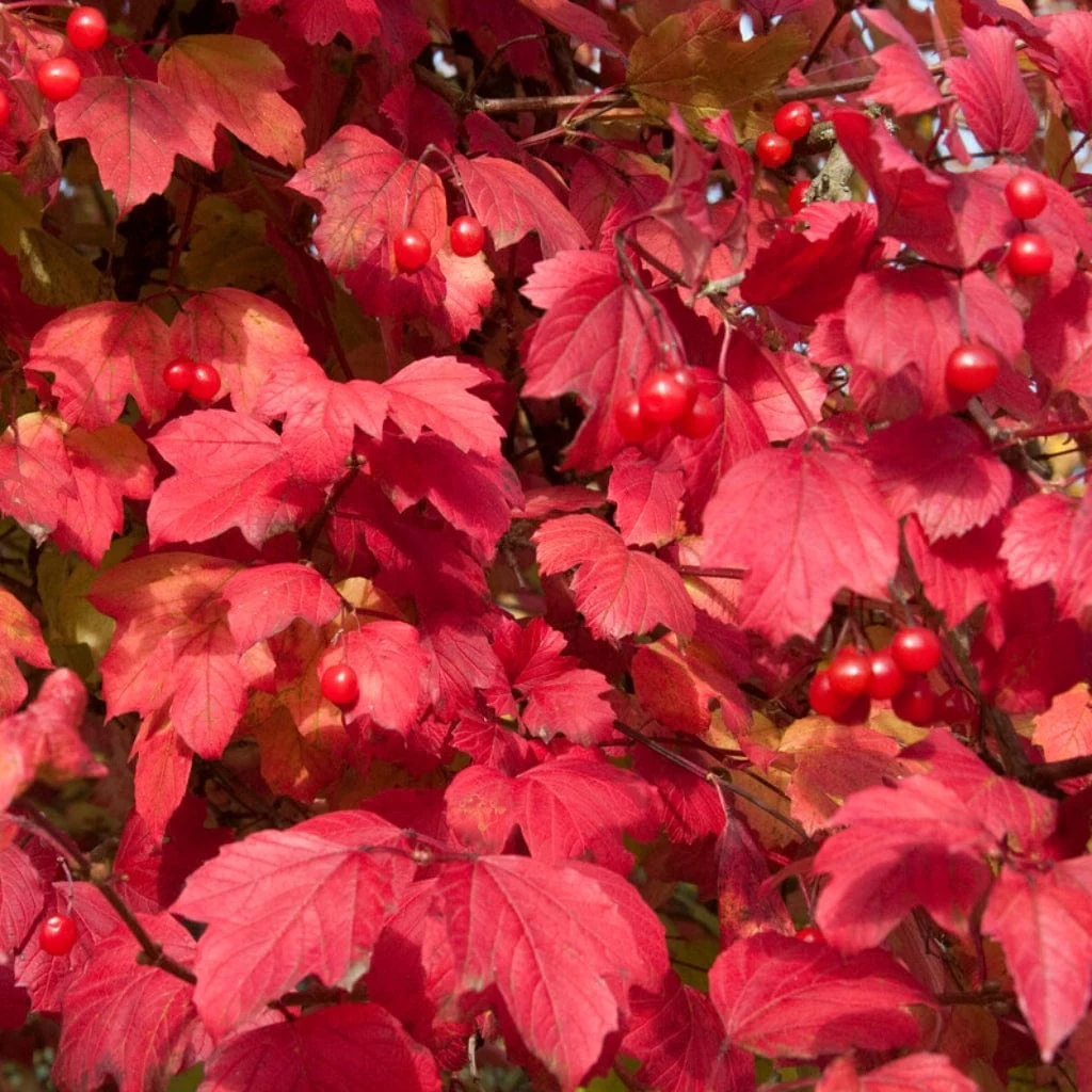 Guelder Rose Hedging | Viburnum opulus - Image 4