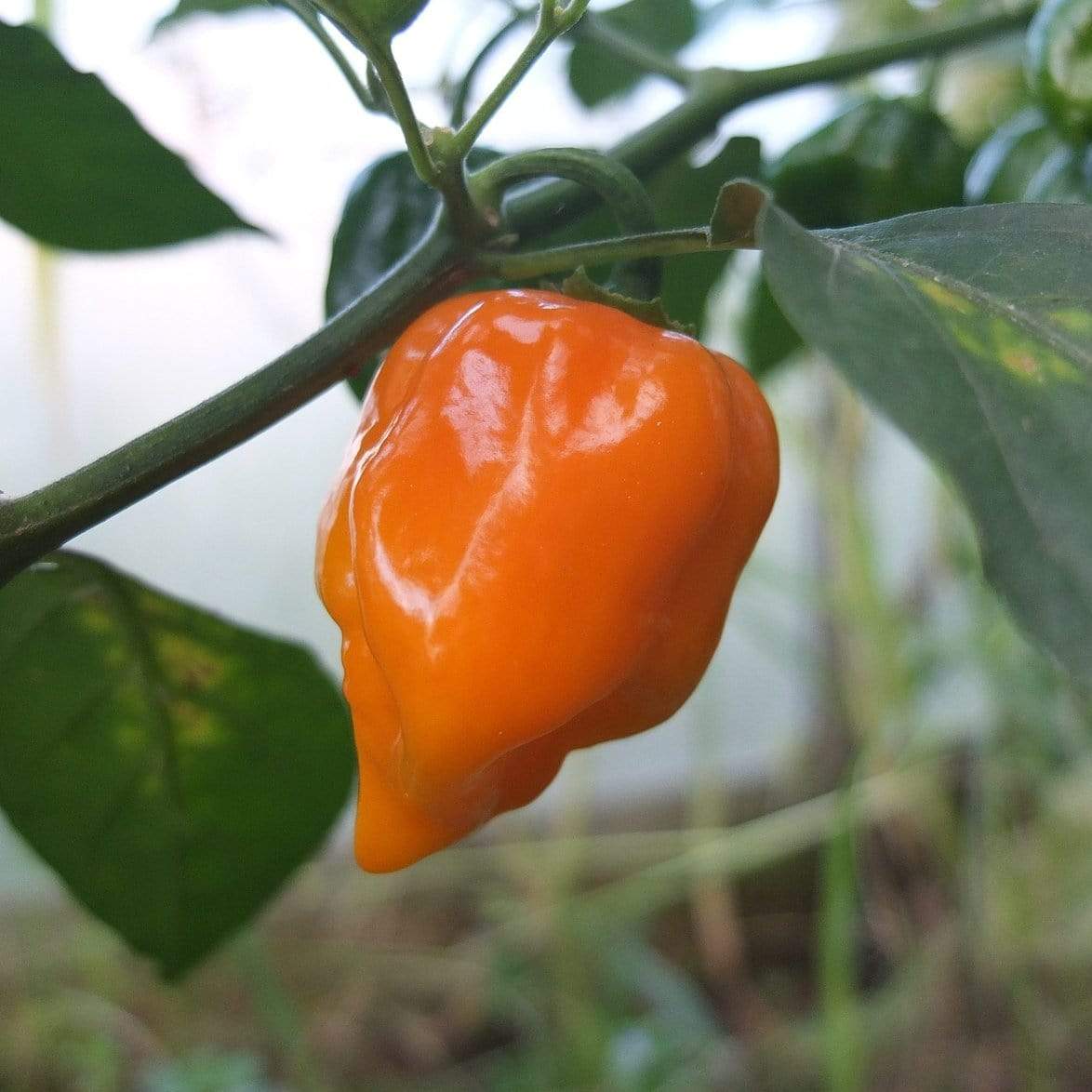'Habanero Paper Lantern' Chilli Pepper Plants - Image 3
