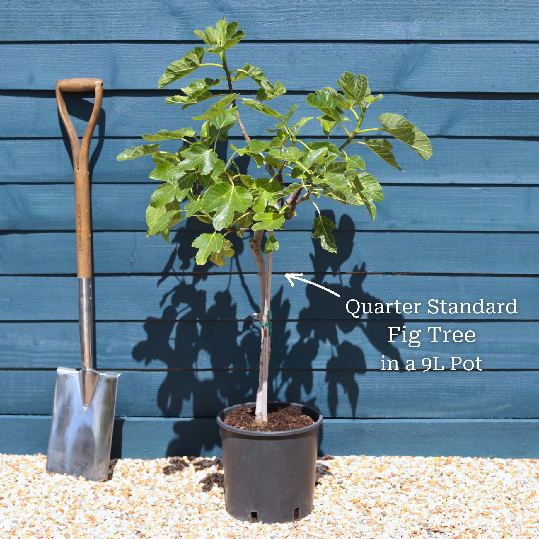 Half-Standard Fig Tree - Image 4