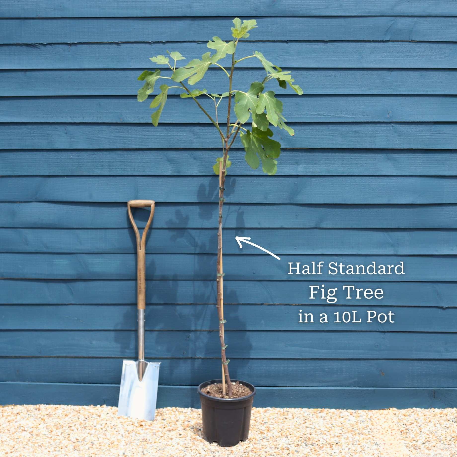 UK Hardy Fig Tree | 'Brown Turkey' - Image 12