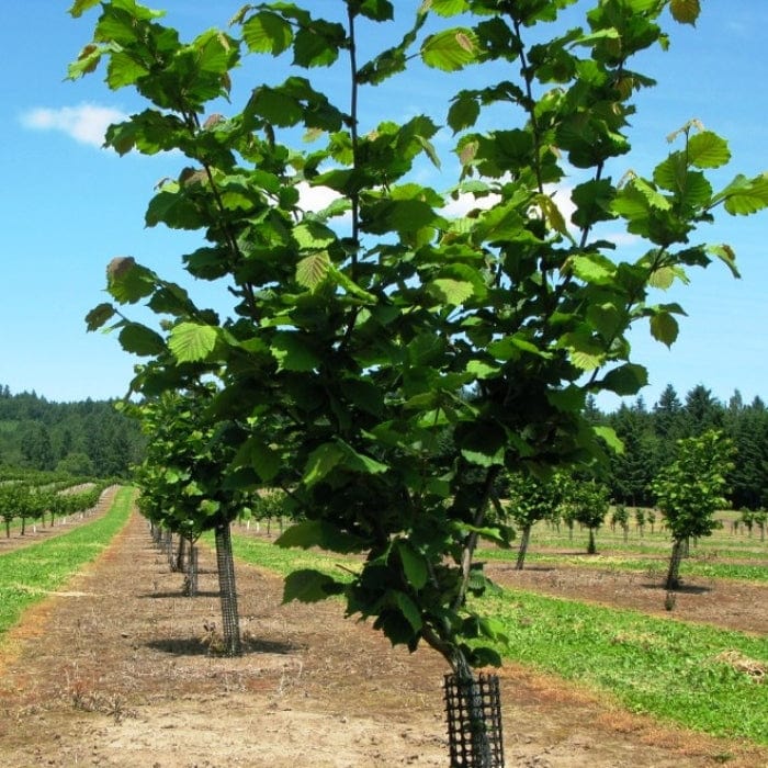 'Merveille de Bollwyller' Hazelnut Tree - Image 2