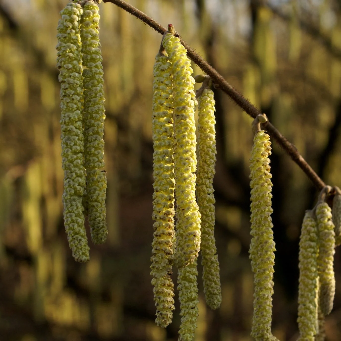 'Merveille de Bollwyller' Hazelnut Tree - Image 3