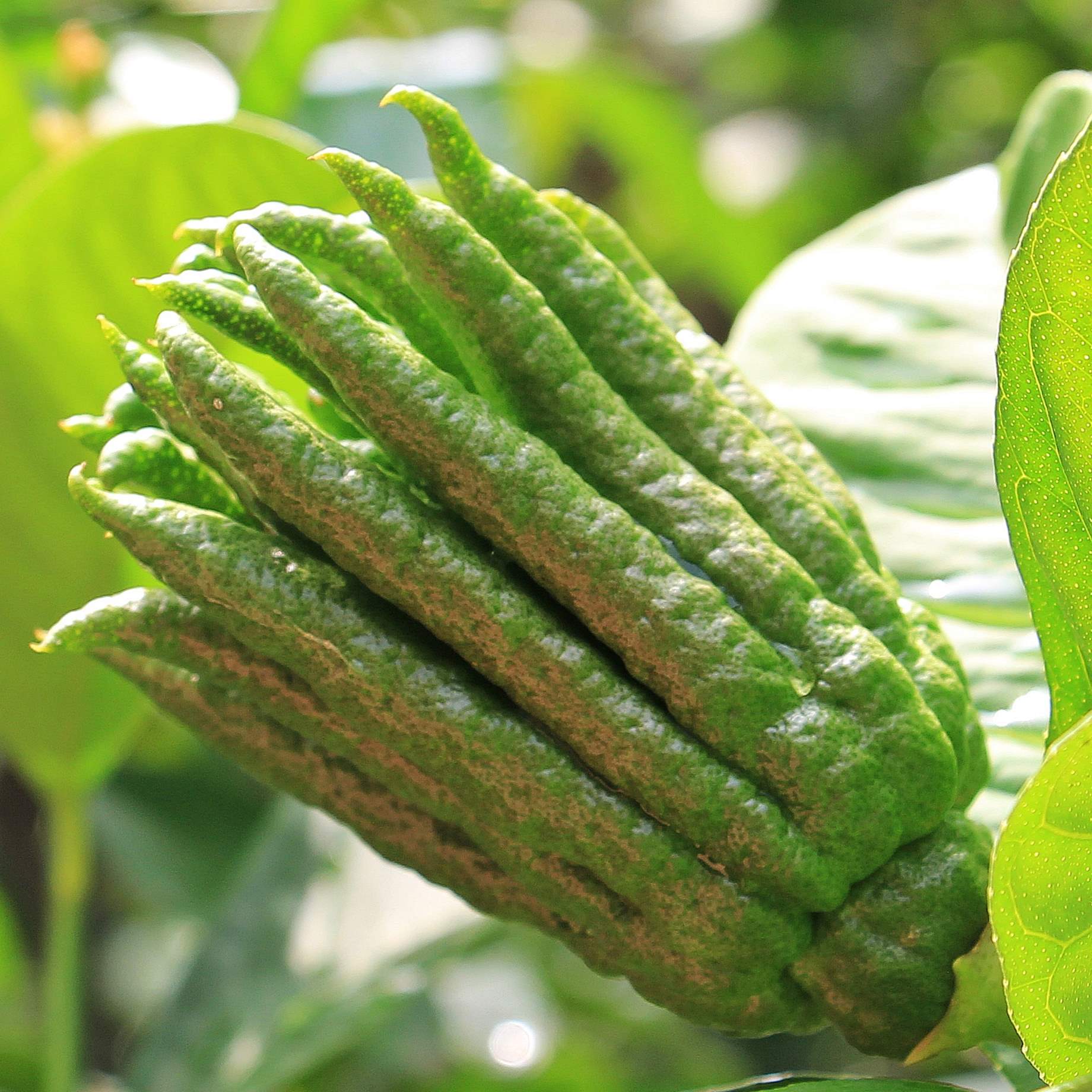 Hand of Buddha Tree Gift - Image 7