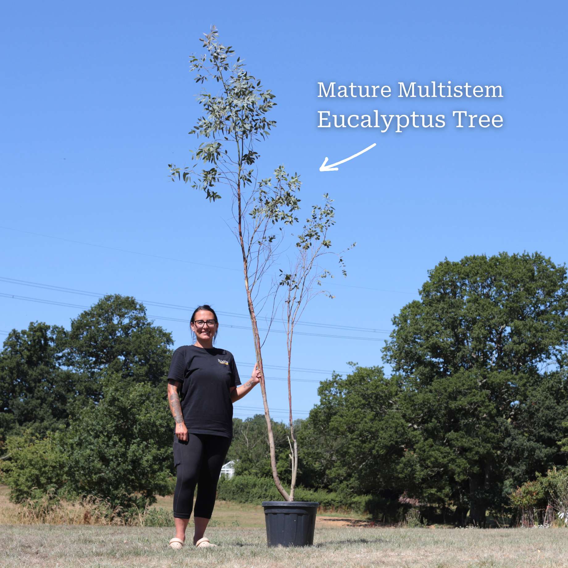 Hardy Eucalyptus Bush | Eucalyptus gunnii - Image 10