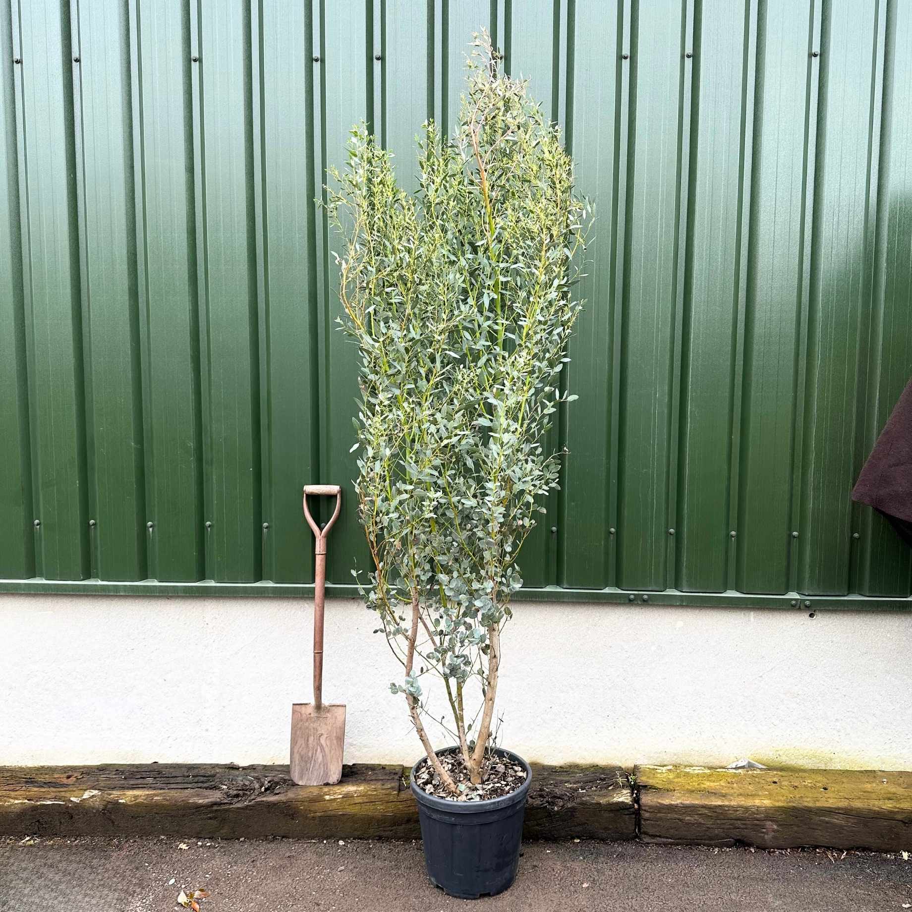 Hardy Eucalyptus Bush | Eucalyptus gunnii - Image 11