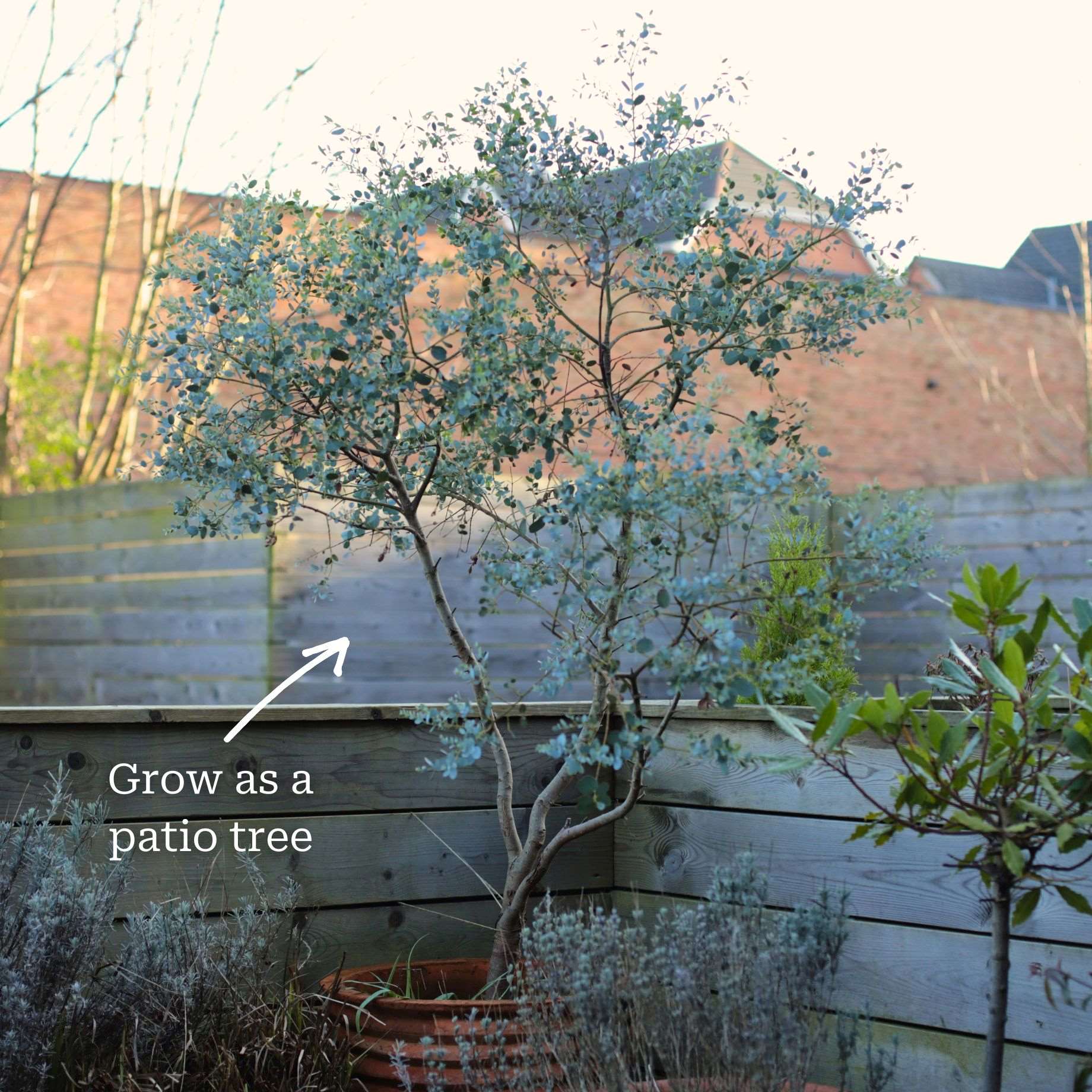 Hardy Eucalyptus Bush | Eucalyptus gunnii - Image 3