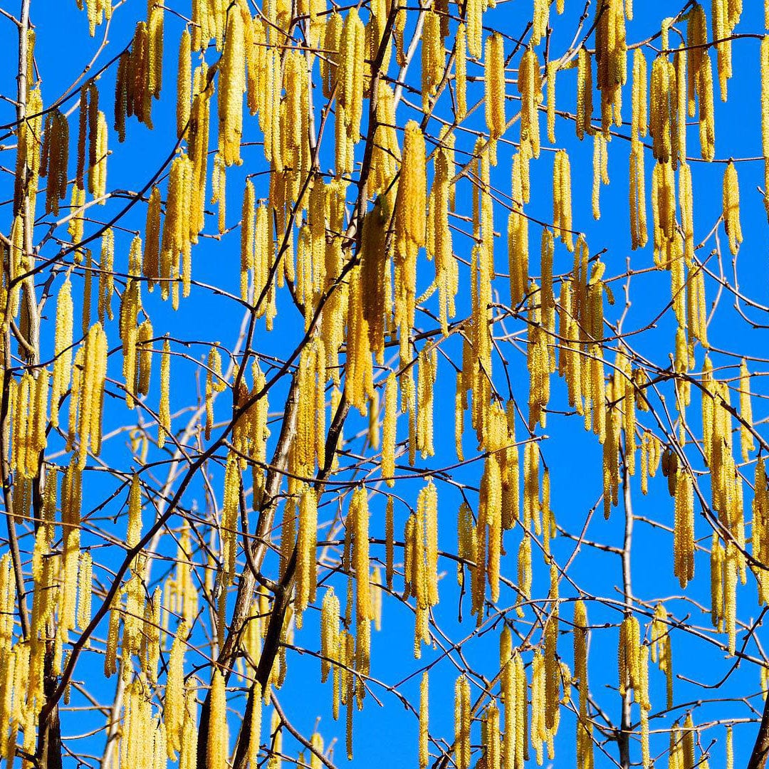 Hazel Tree | Corylus avellana - Image 2