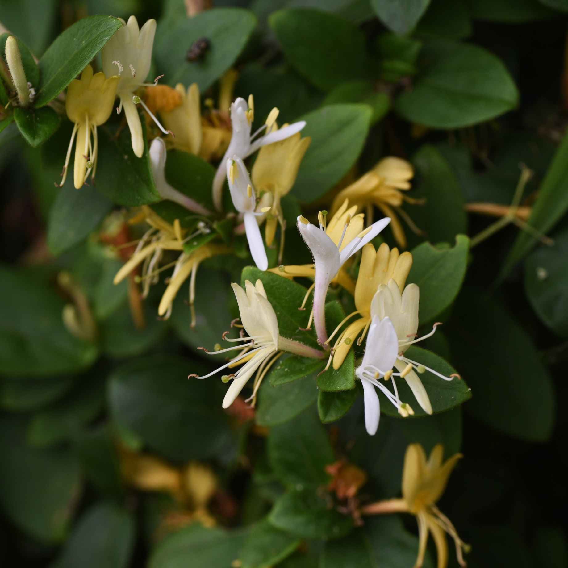 'Heaven Scent' Honeysuckle | Lonicera periclymenum