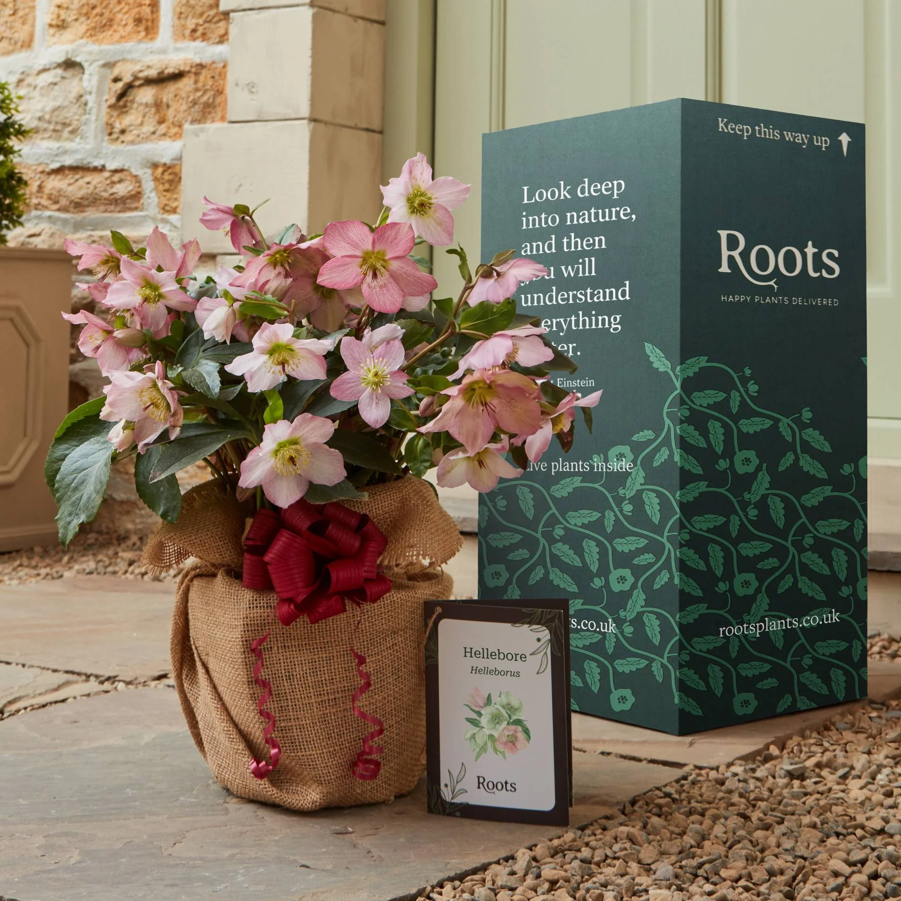 Hellebore Plant Gift