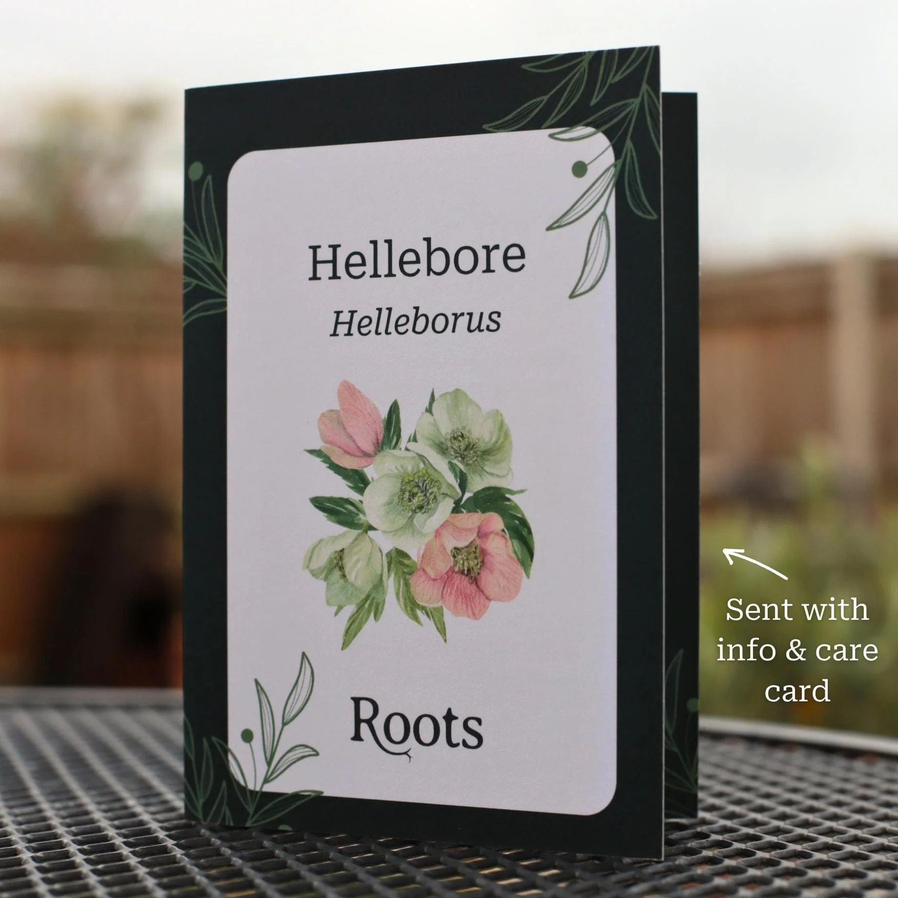 Hellebore Plant Gift - Image 2