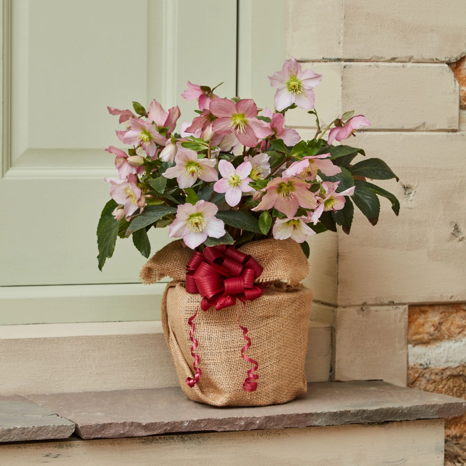 Hellebore Plant Gift - Image 4