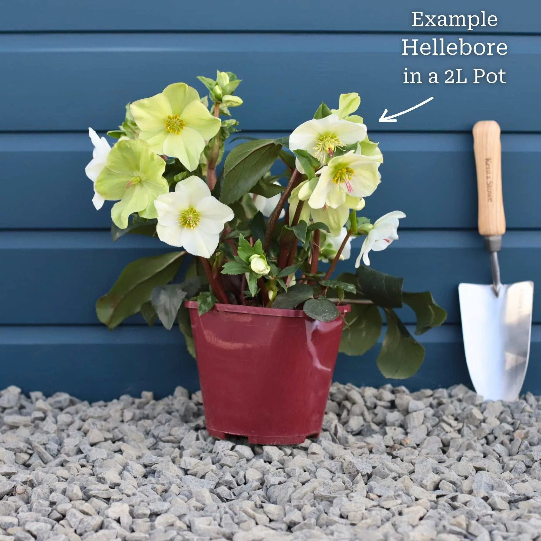 'Bennotta' Snow Rose | 'Ice N' Roses®' Series | Hellebore Gold Collection® - Image 5