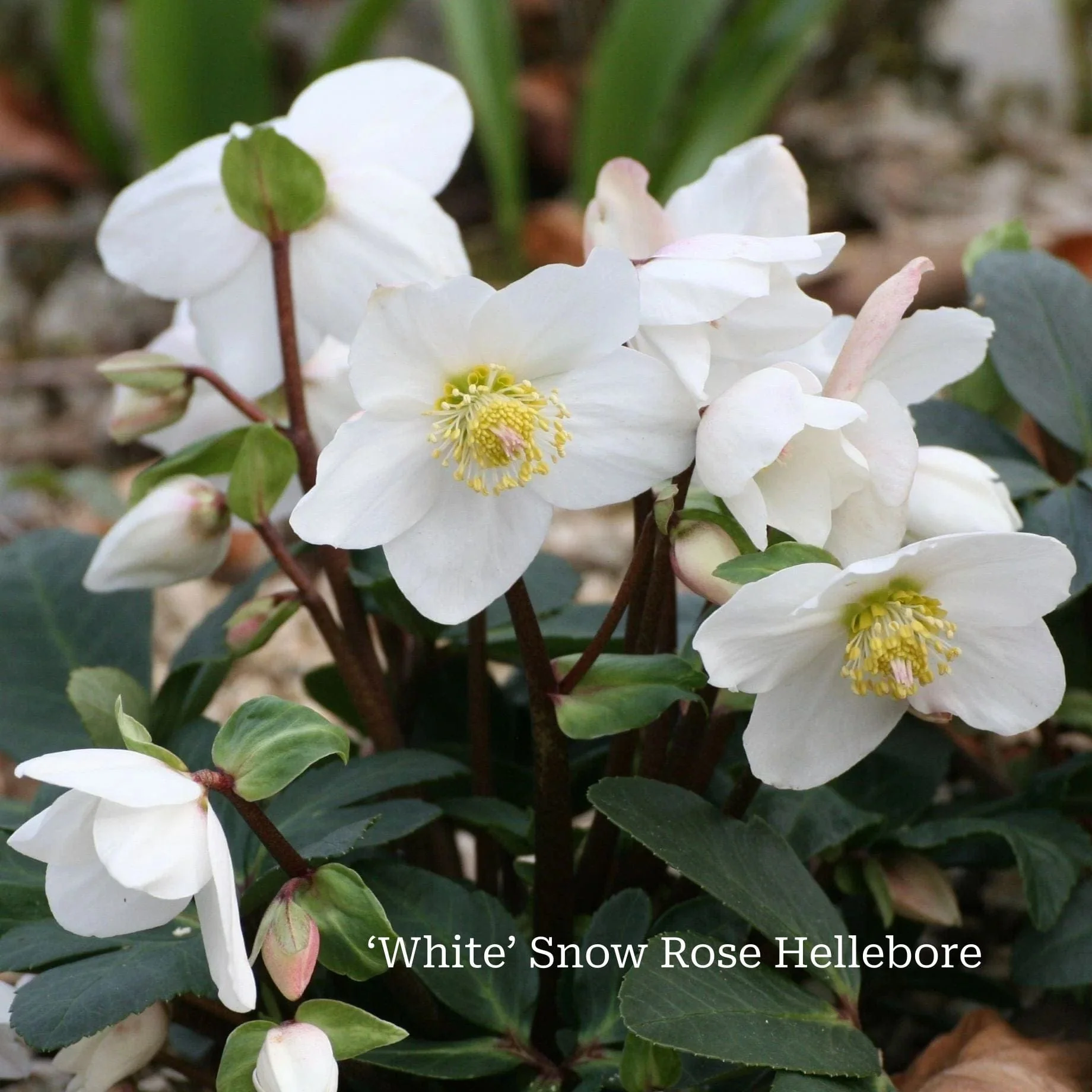 Hellebore Plant Gift - Image 6