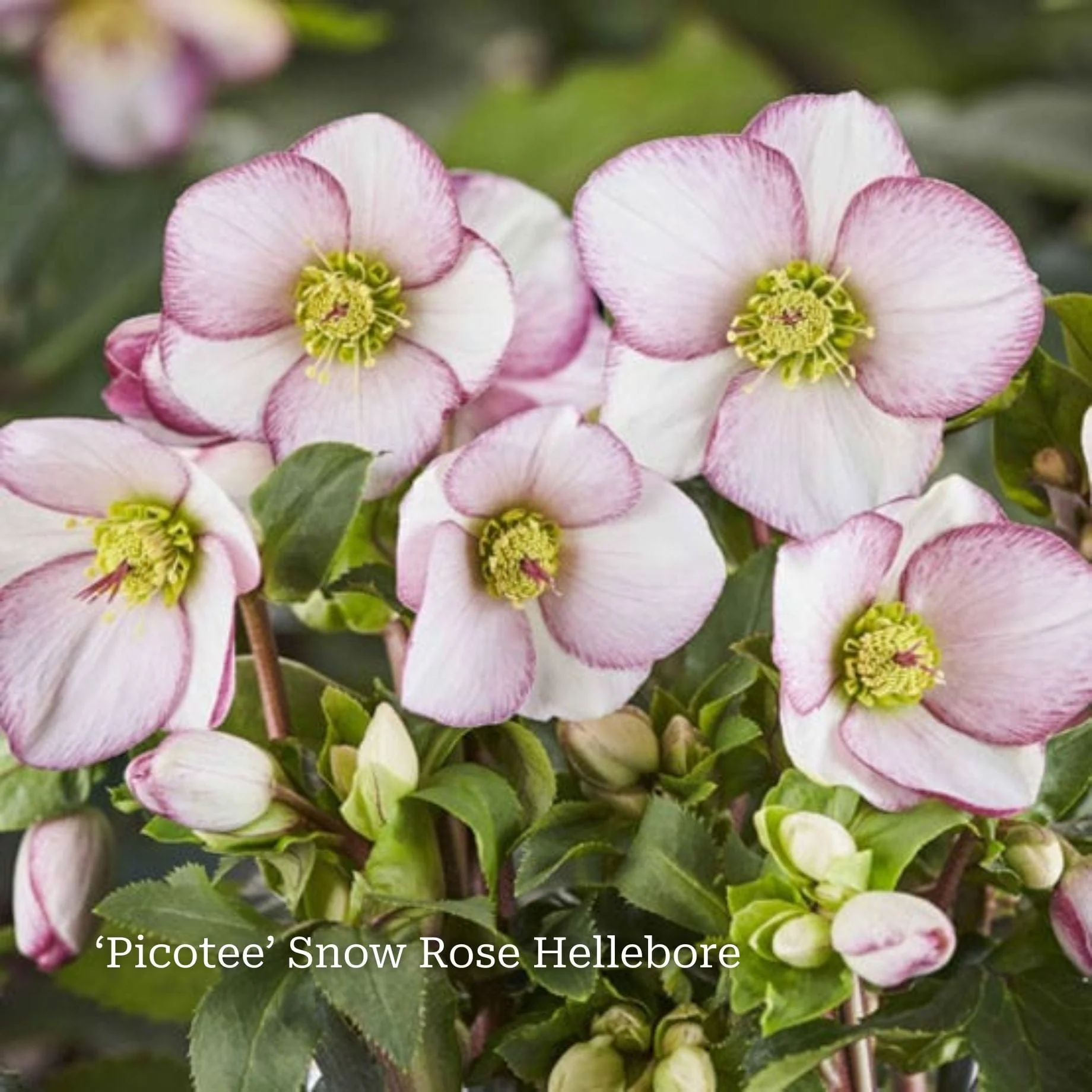 Hellebore Plant Gift - Image 8