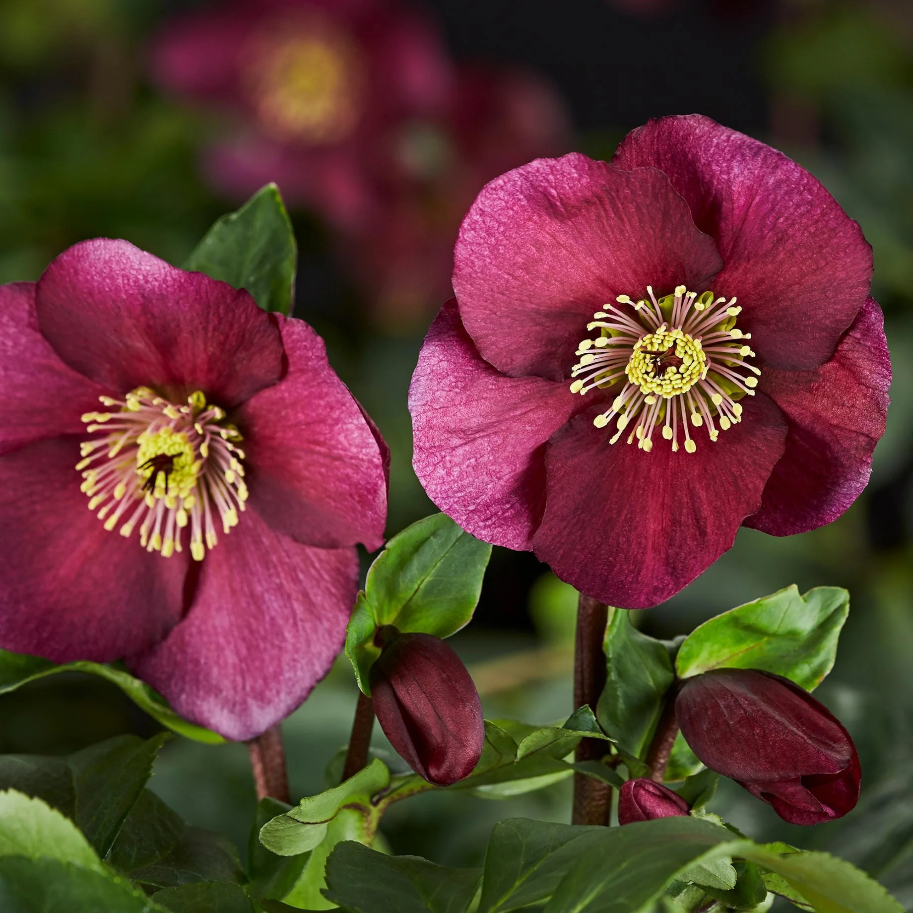 'Leona' Helleborus x Lemperii | Hellebore Gold Collection®