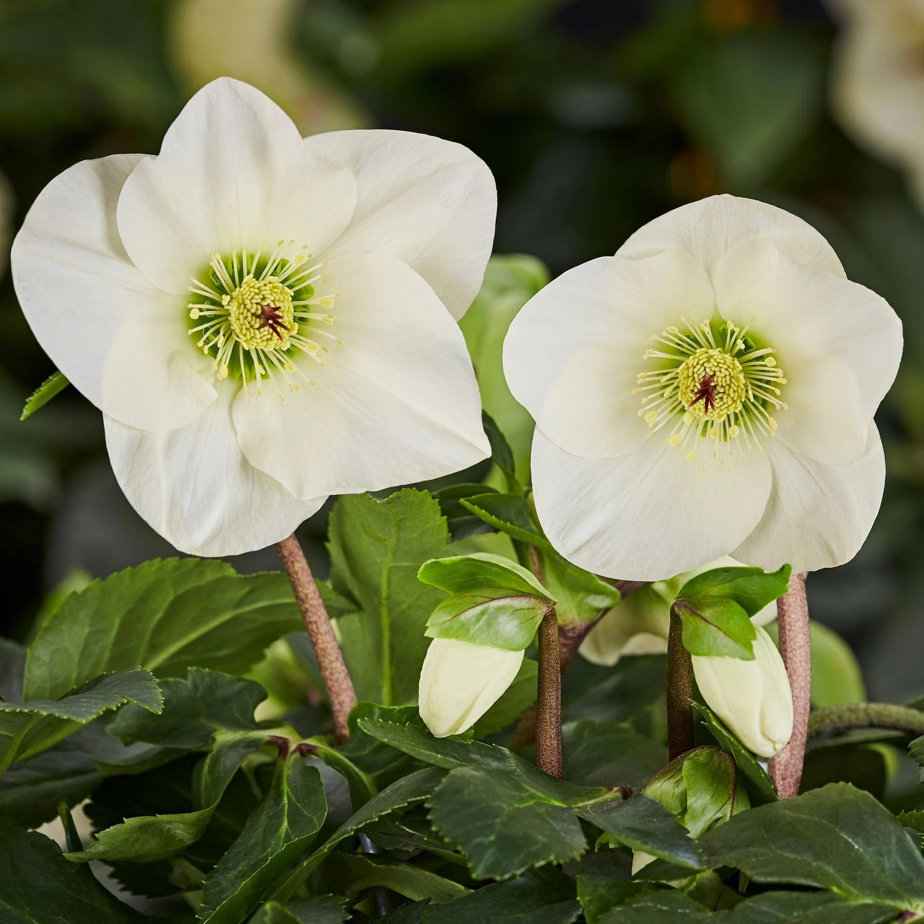 'Linda' Helleborus x Lemperii | Hellebore Gold Collection®