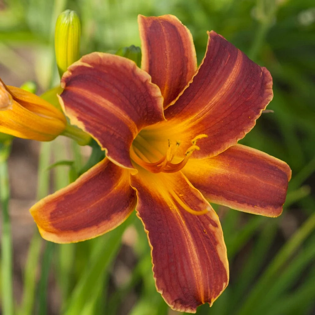 Hemerocallis 'EveryDaylily Red Ribs'