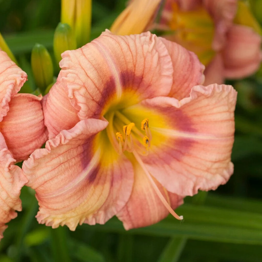 Hemerocallis 'EveryDaylily Rose'