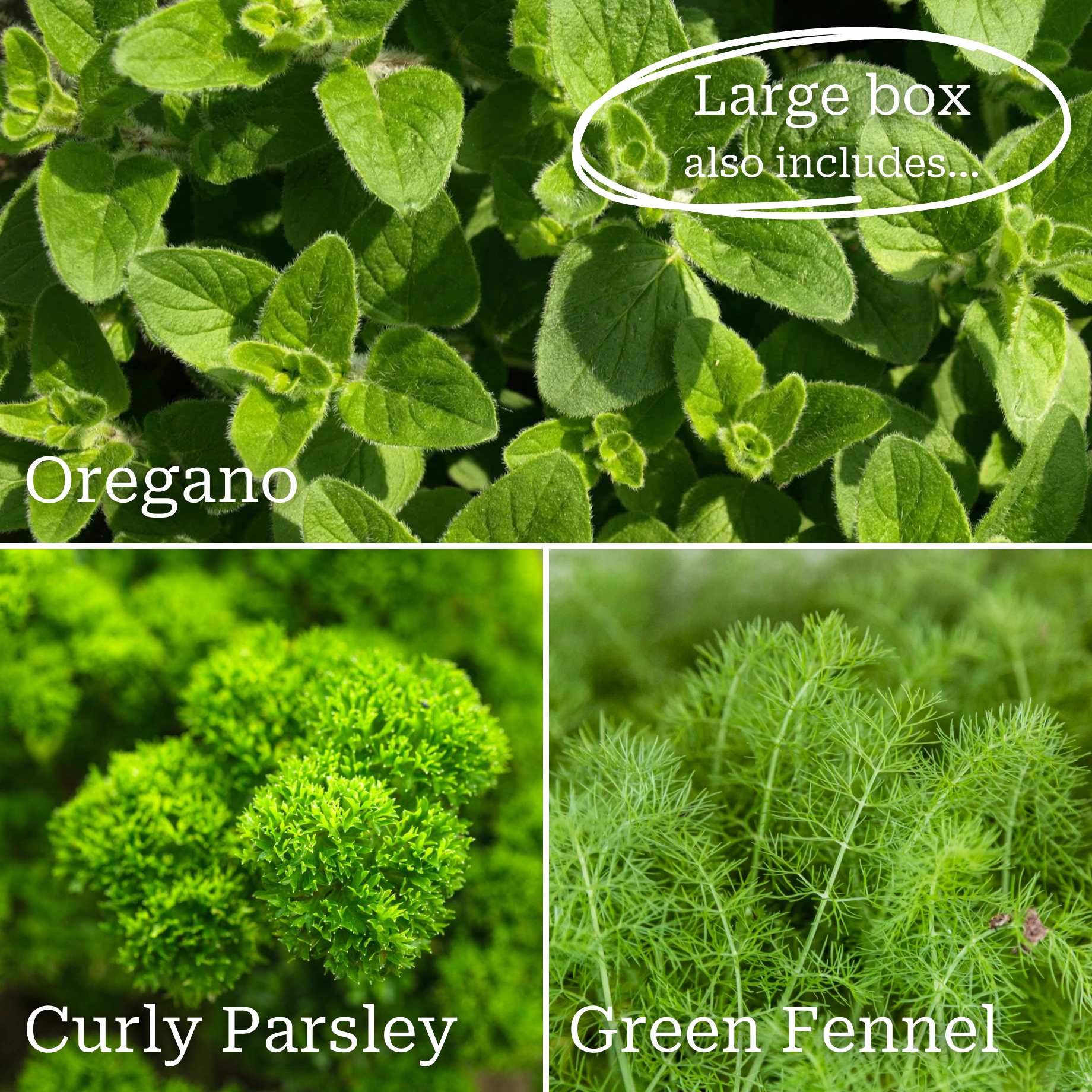 Herb Garden in a Box - Image 3