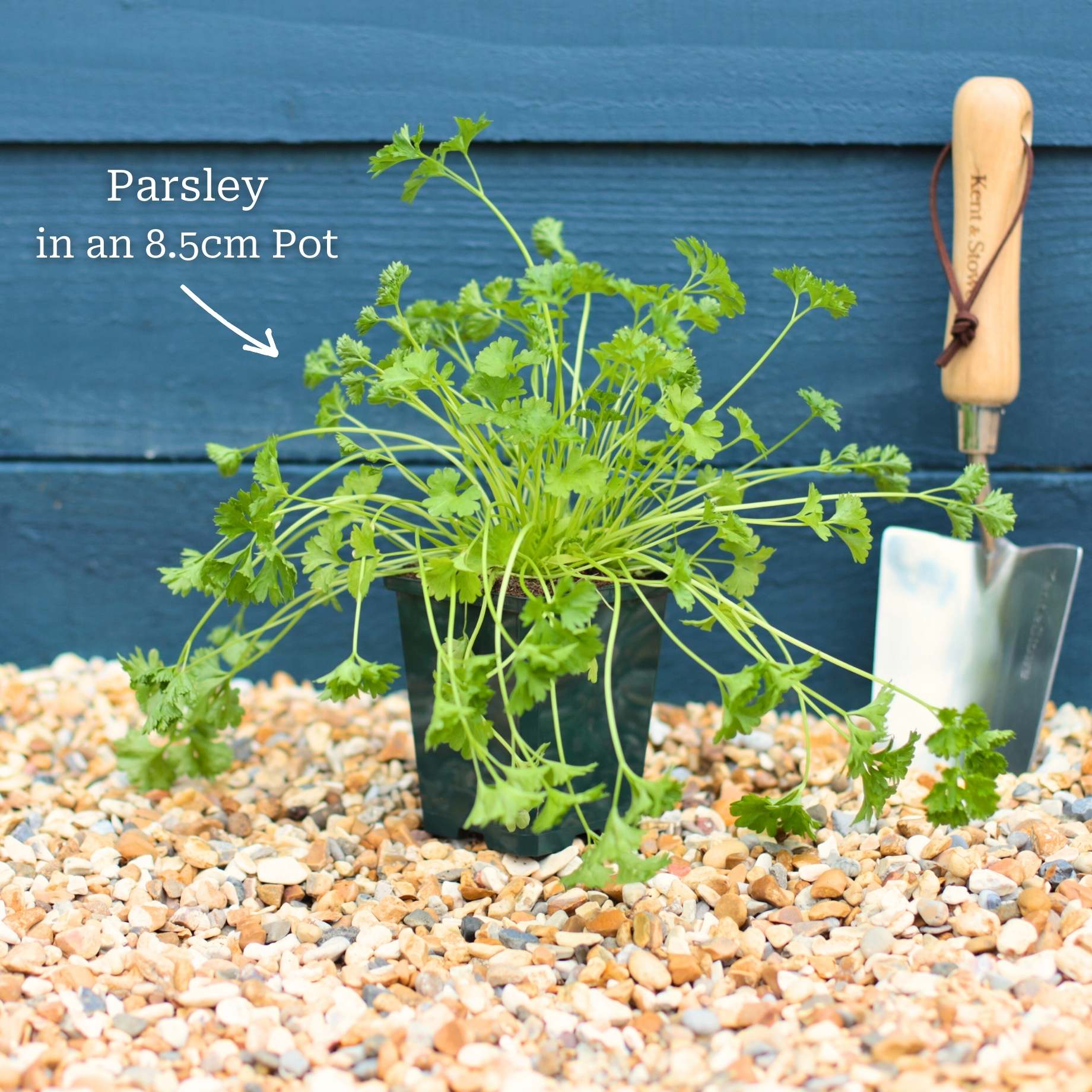 Indoor Herb Plants Collection - Image 4