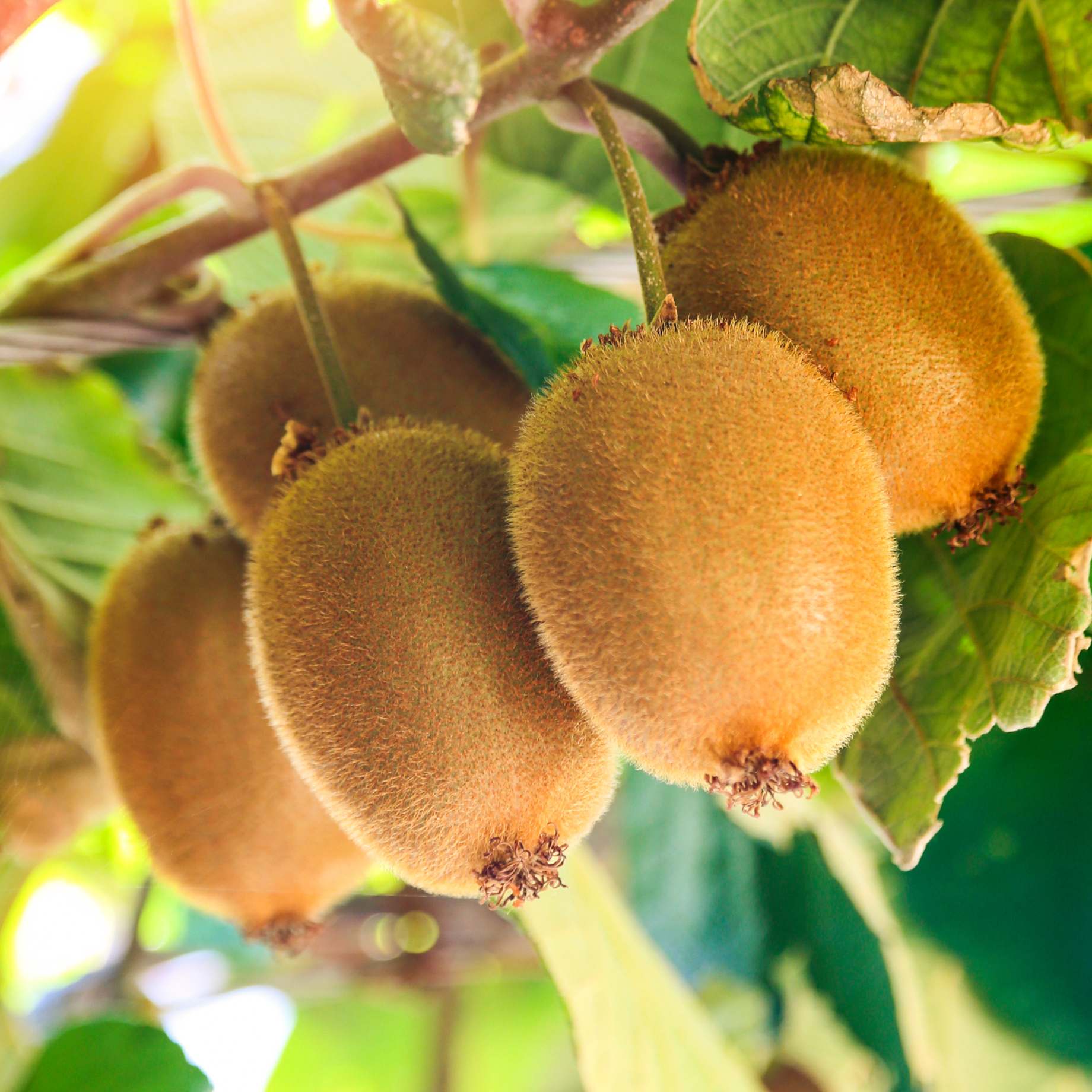 'Herma' Kiwi Plant