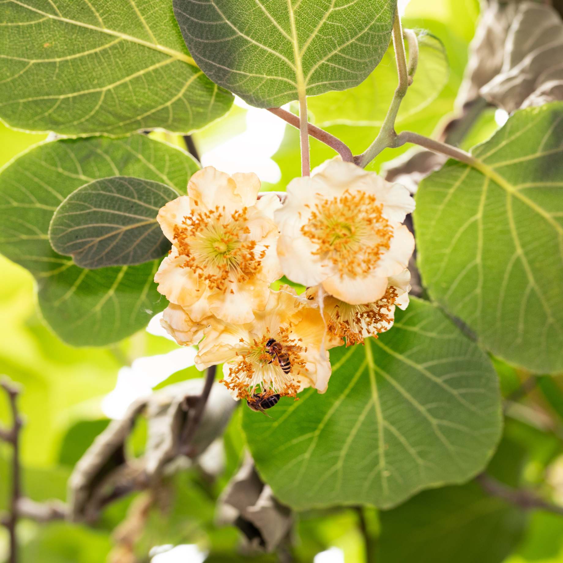 'Herma' Kiwi Plant - Image 3