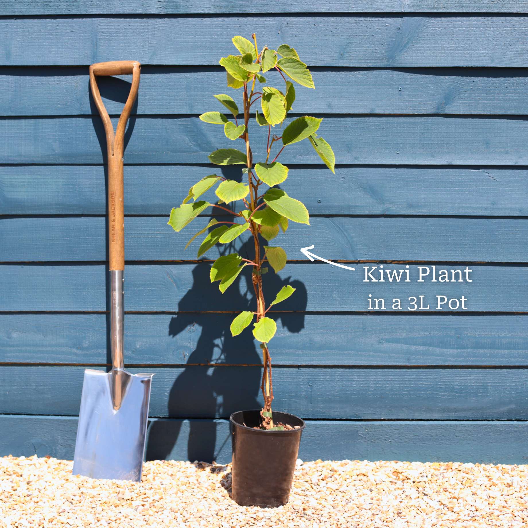 'Issai' Hardy Kiwi Plant - Image 3