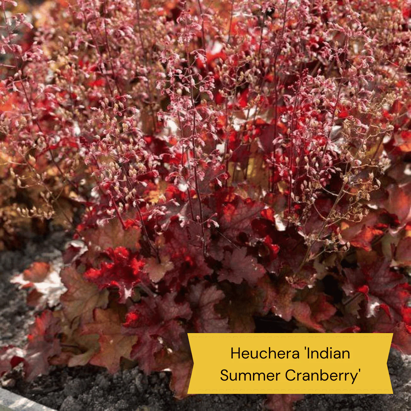 The All Year Round Heuchera Collection - Image 6