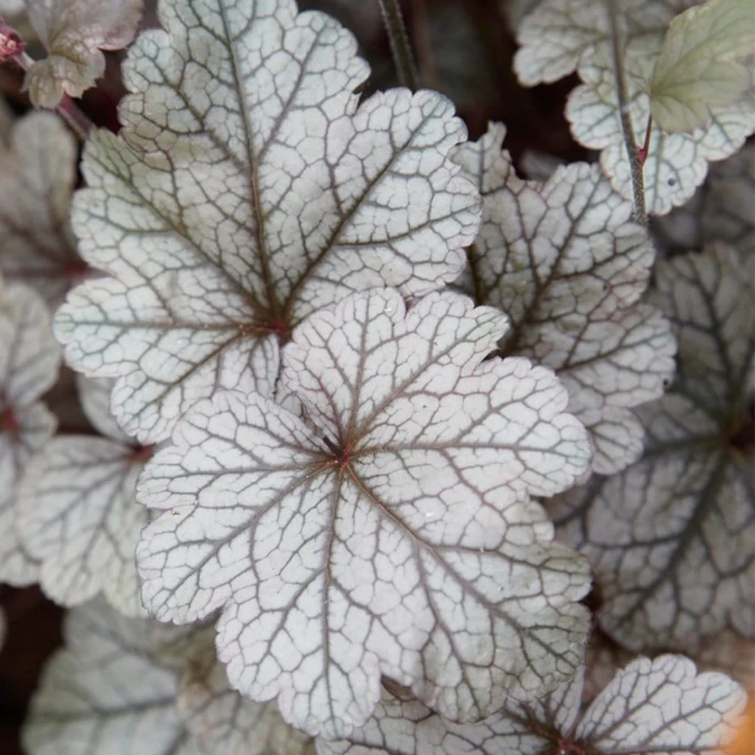 Heuchera 'Huckleberry' - Image 3