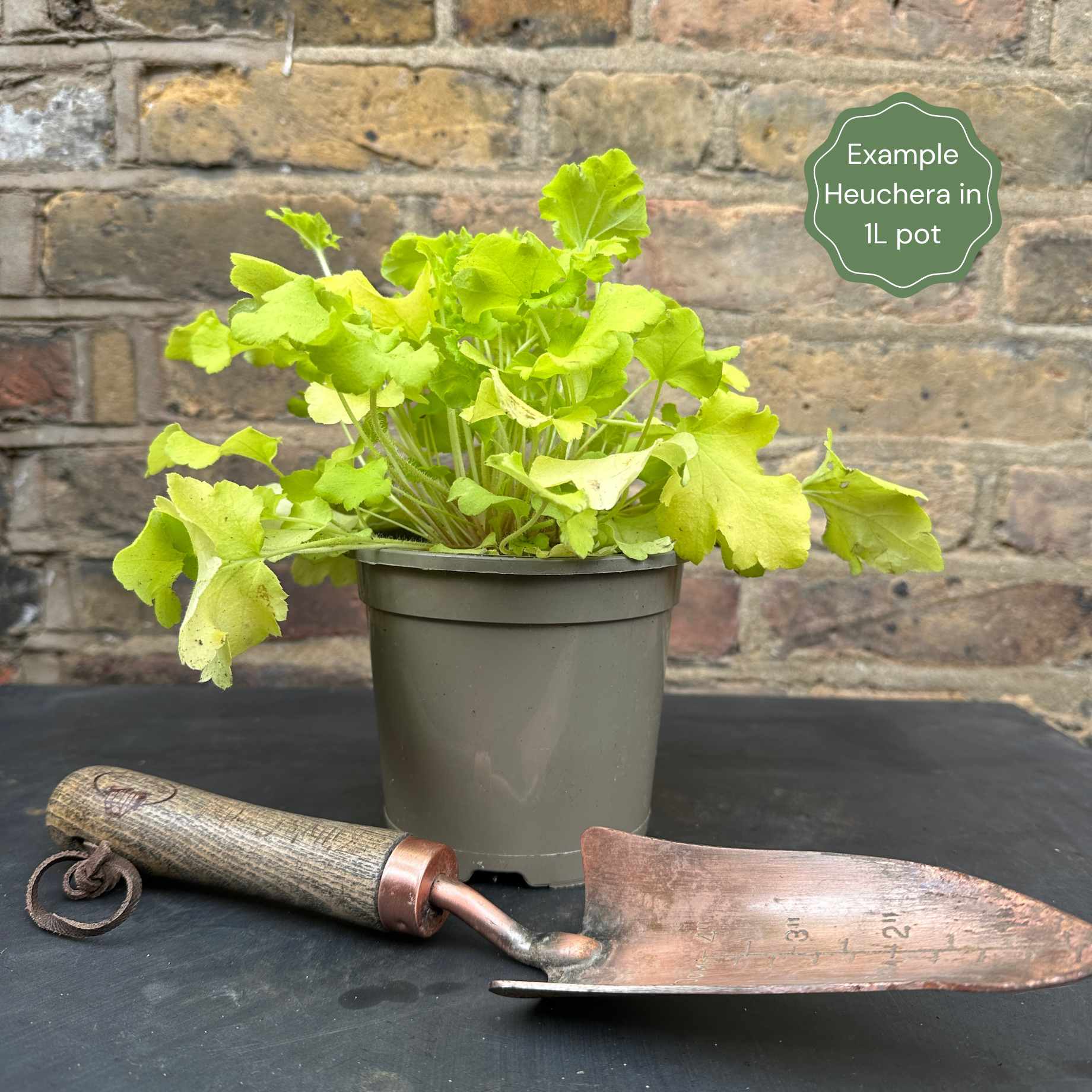 Heuchera 'Indian Summer Cranberry' - Image 4