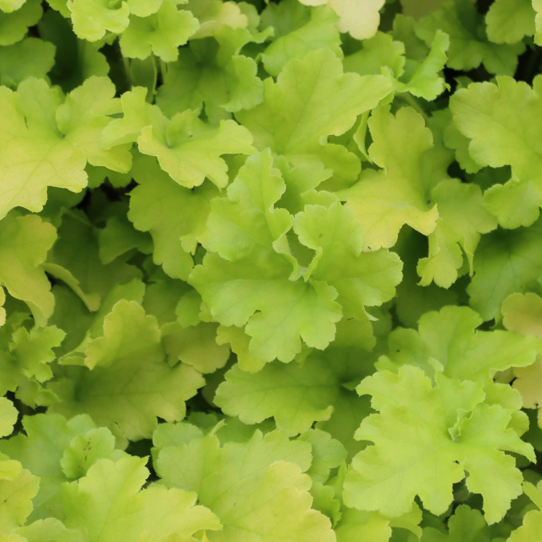 Heuchera 'Lime Marmalade' - Image 3