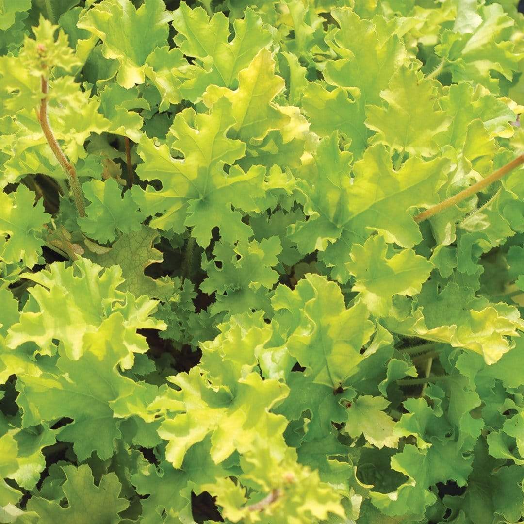Heuchera 'Lime Marmalade' - Image 5