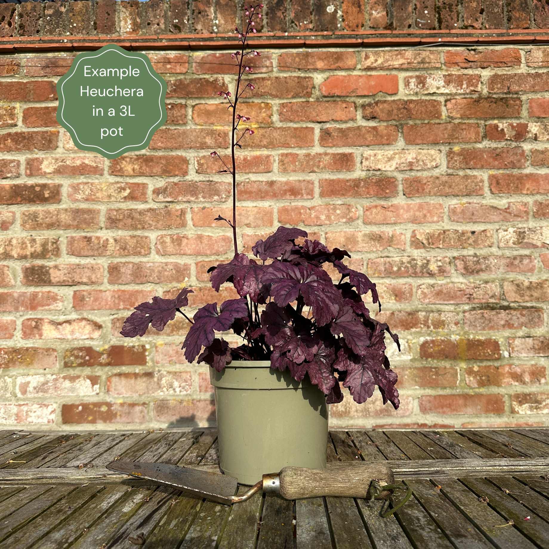Heuchera 'Lime Marmalade' - Image 6