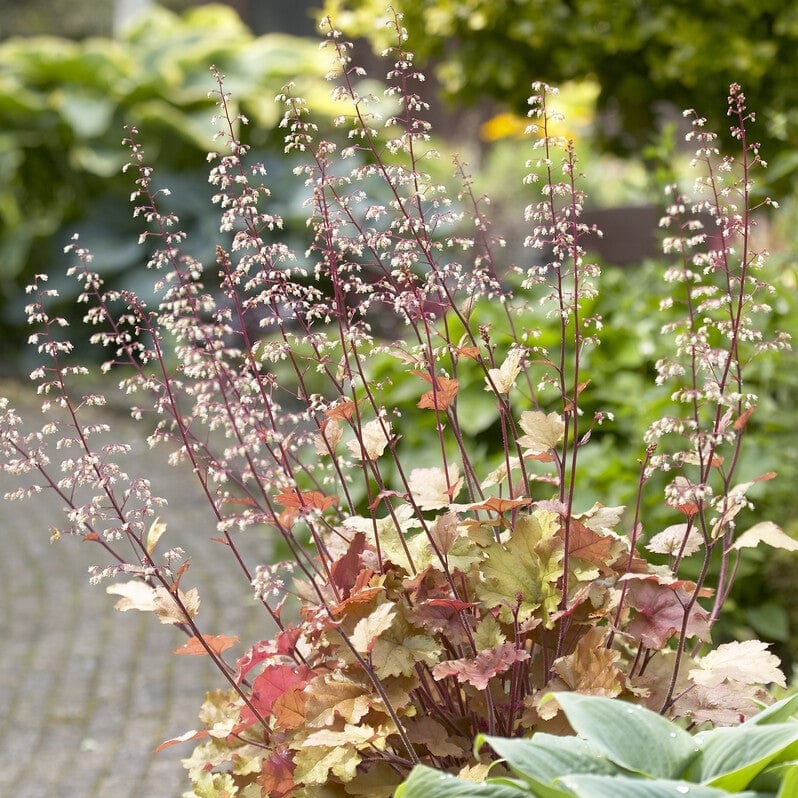 Heuchera 'Marmalade' - Image 3