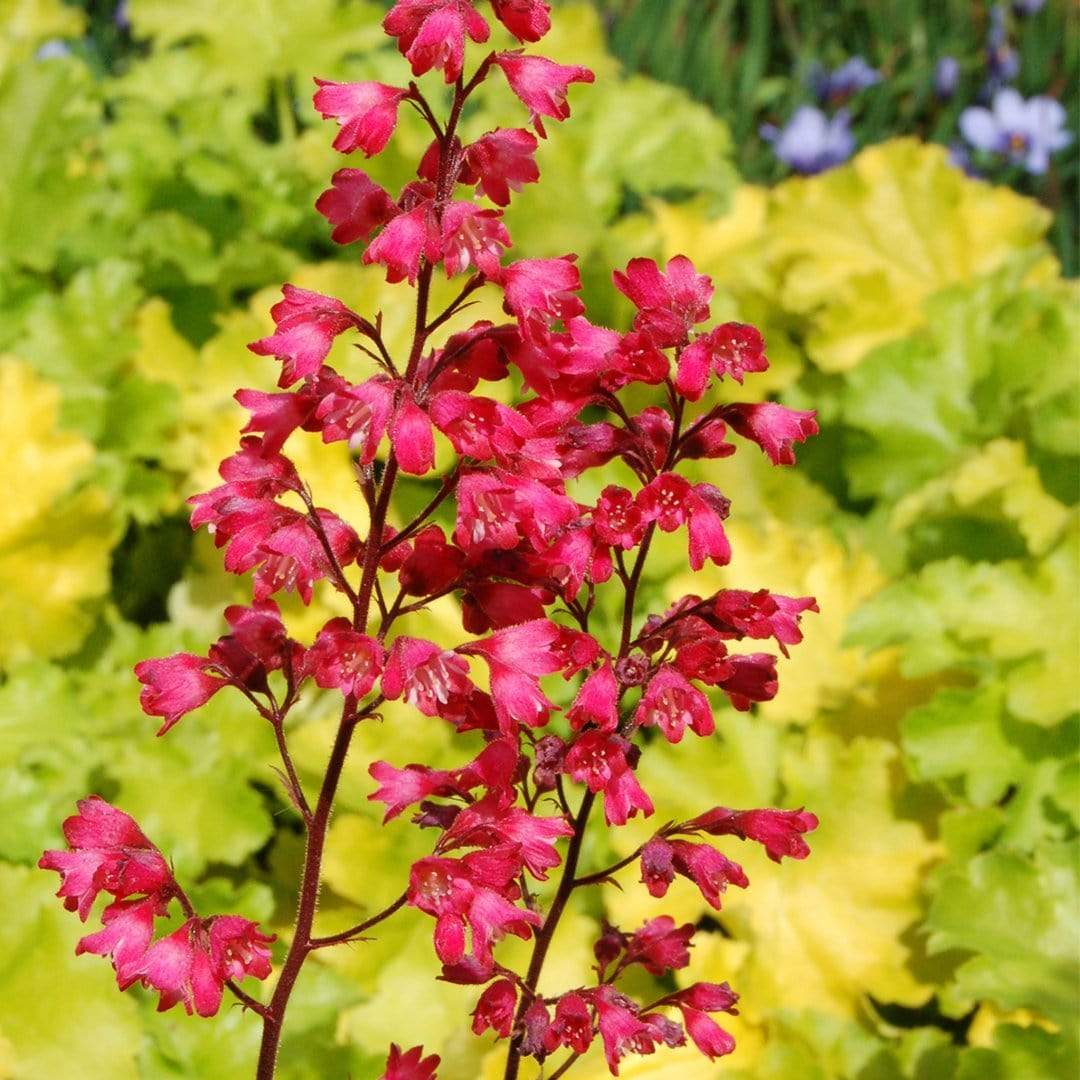 Heuchera 'Paris' - Image 5