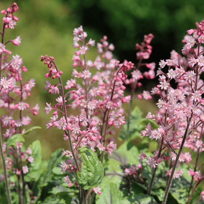 Heucherella 'Pink Fizz' - Image 3