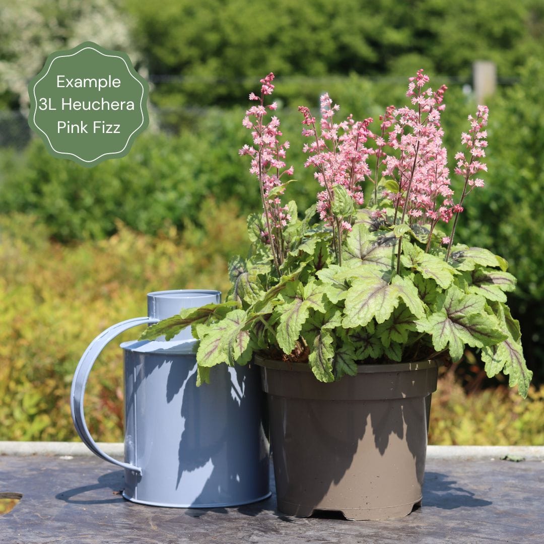 Heucherella 'Pink Fizz' - Image 6