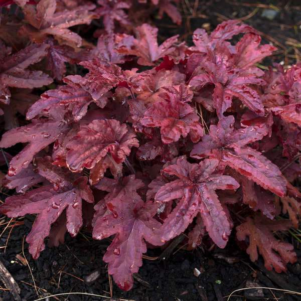 Heucherella 'Red Rover'