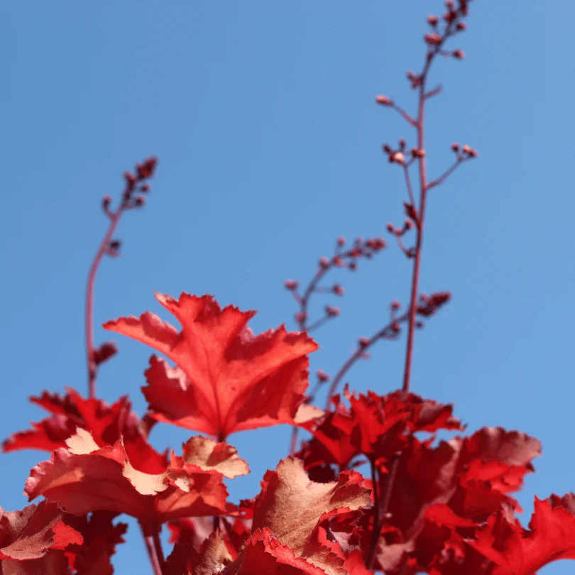 Heucherella 'Red Rover' - Image 2