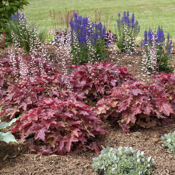 Heucherella 'Red Rover' - Image 3